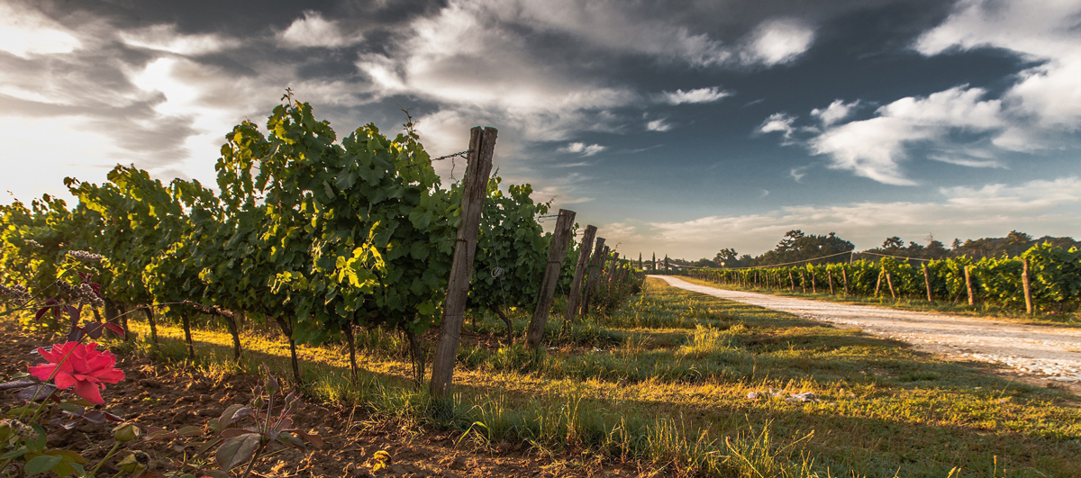 Winelands cycling tours